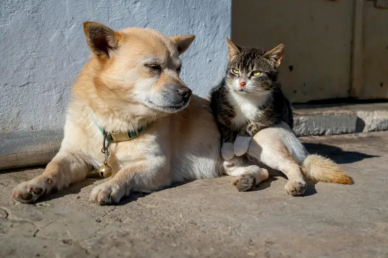 Perro senior en una escena doméstica tranquila