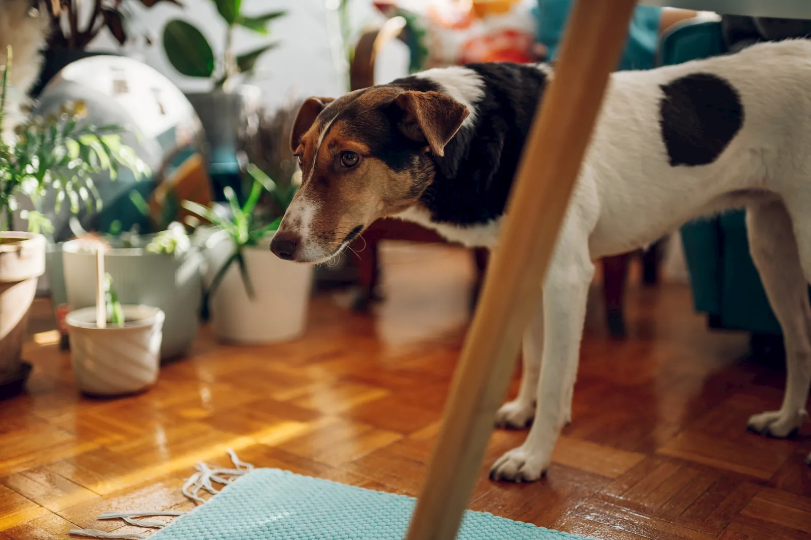 Perro senior en un entorno tranquilo como apoyo visual para cambios de comportamiento