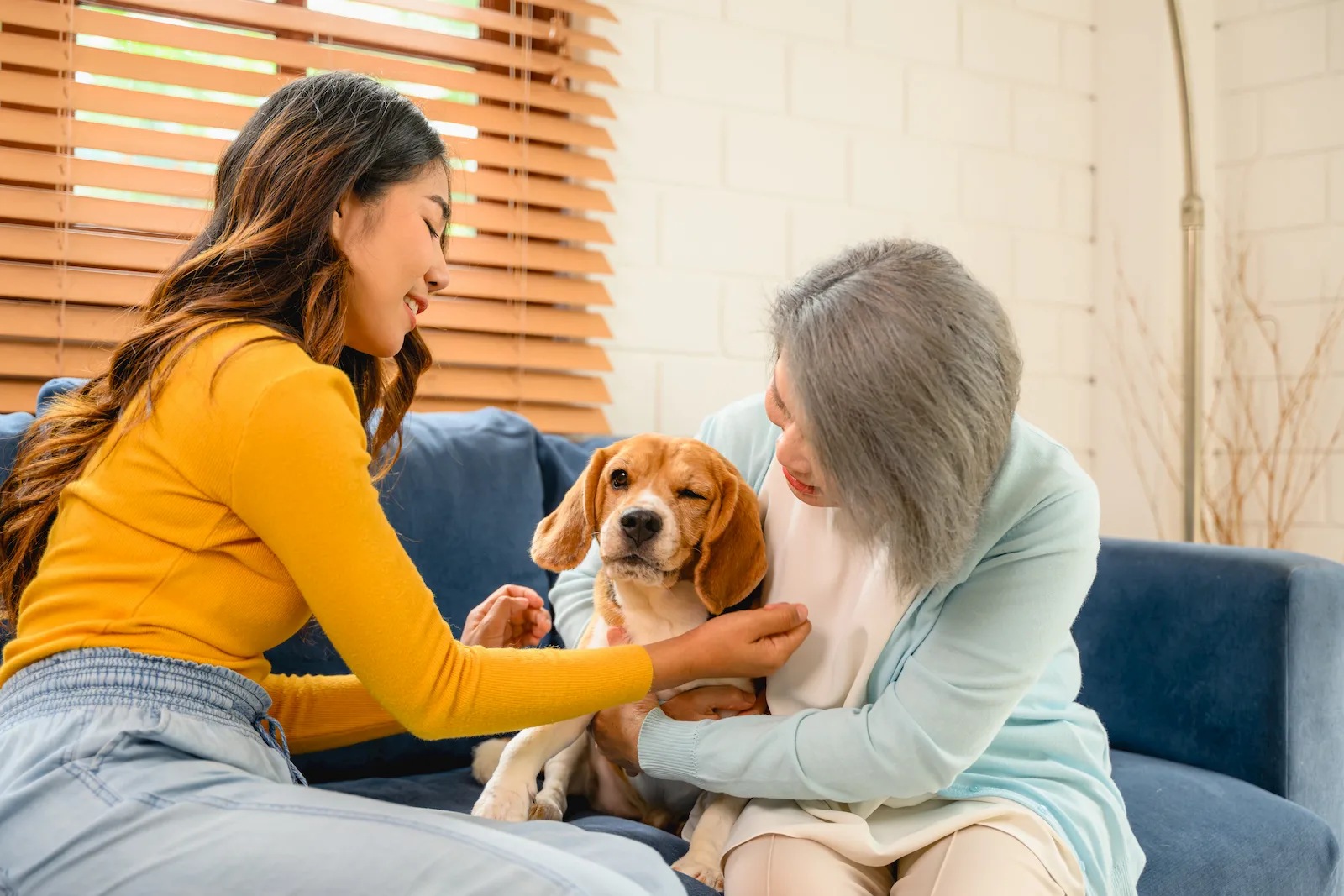 Perro senior en una escena tranquila como apoyo visual para apego e inseguridad