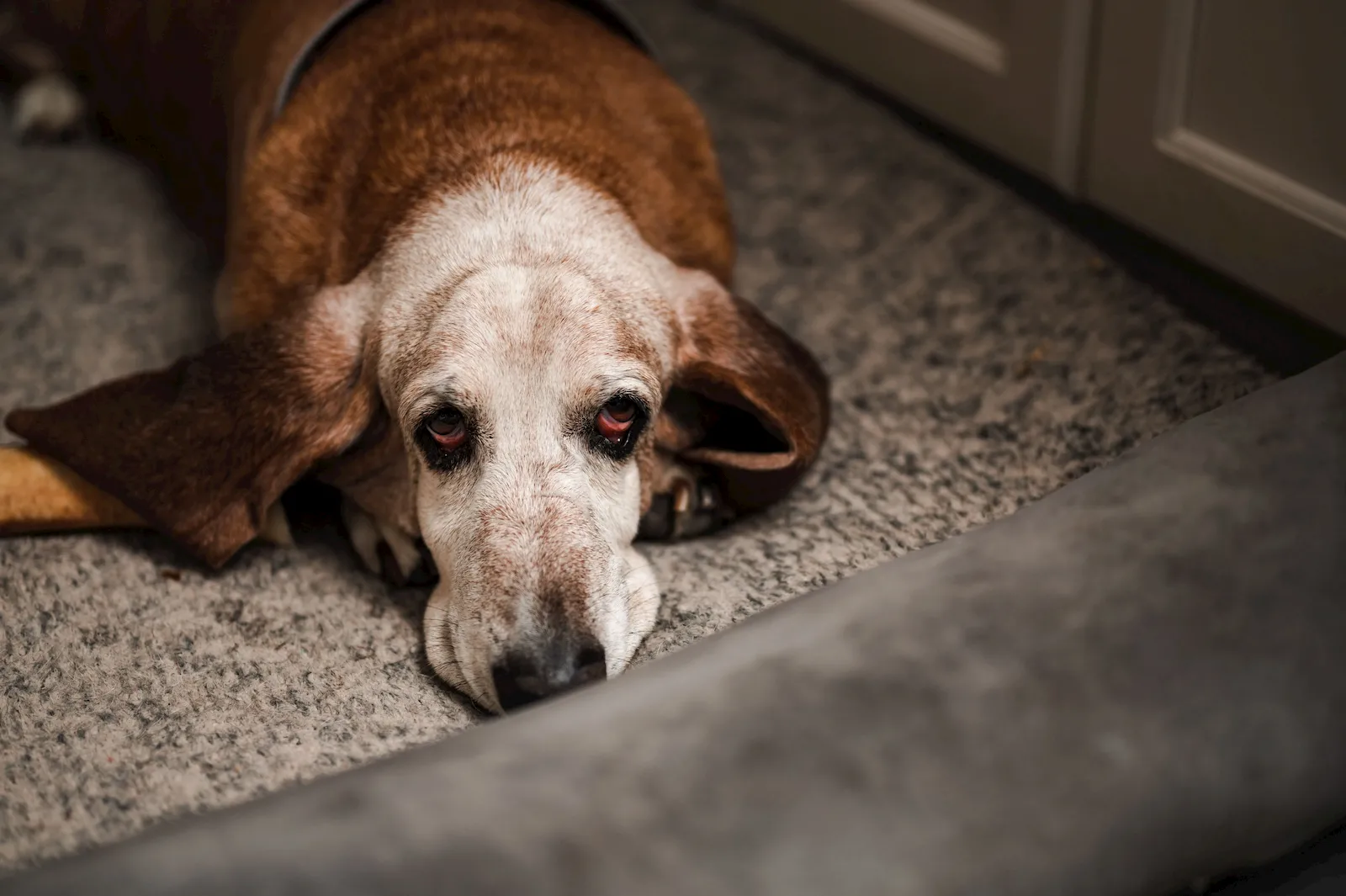 Perro senior en una escena tranquila como apoyo visual para sueño alterado y actividad nocturna
