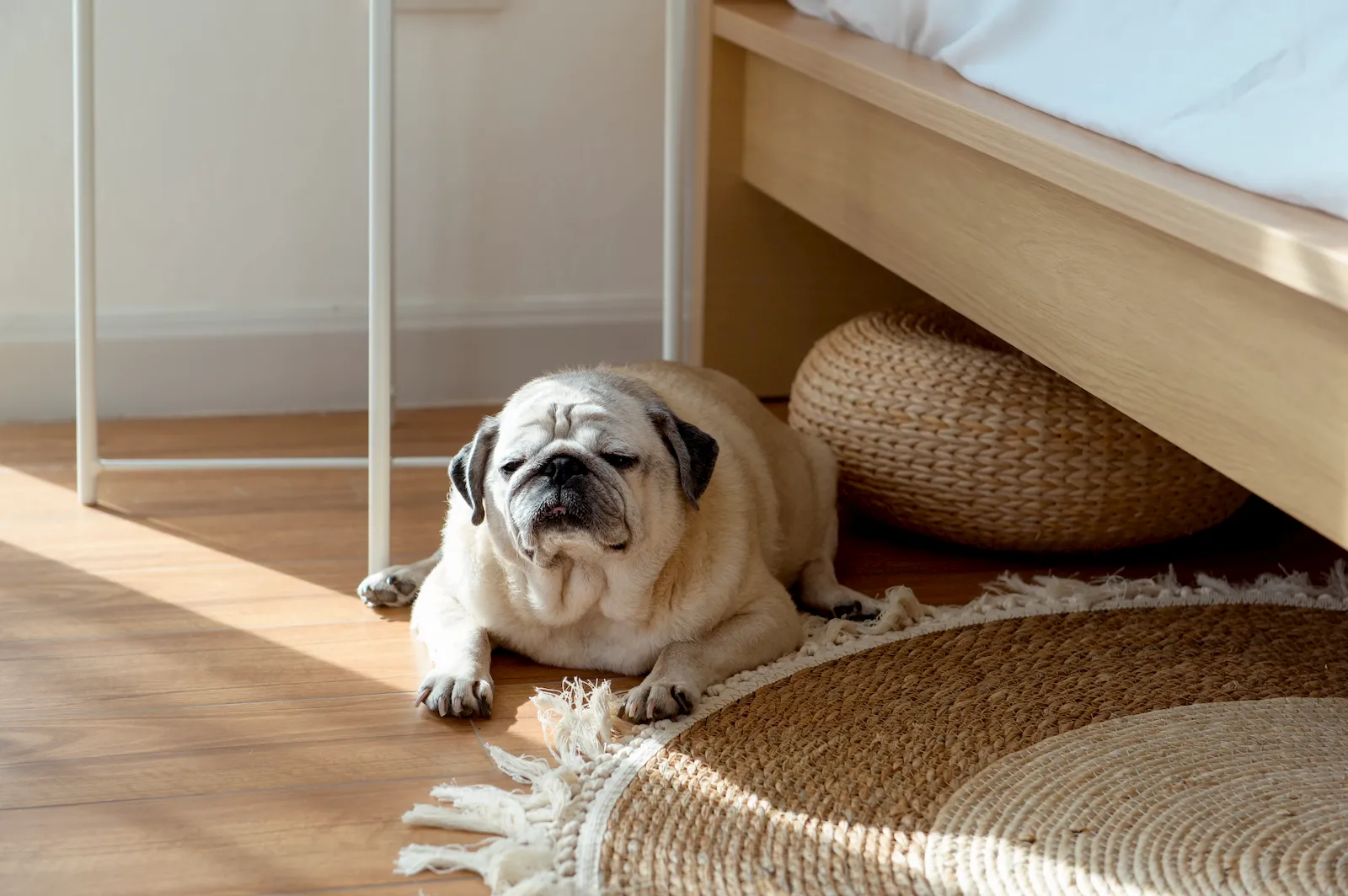 Perro senior en una escena tranquila como apoyo visual para noche y despertarse