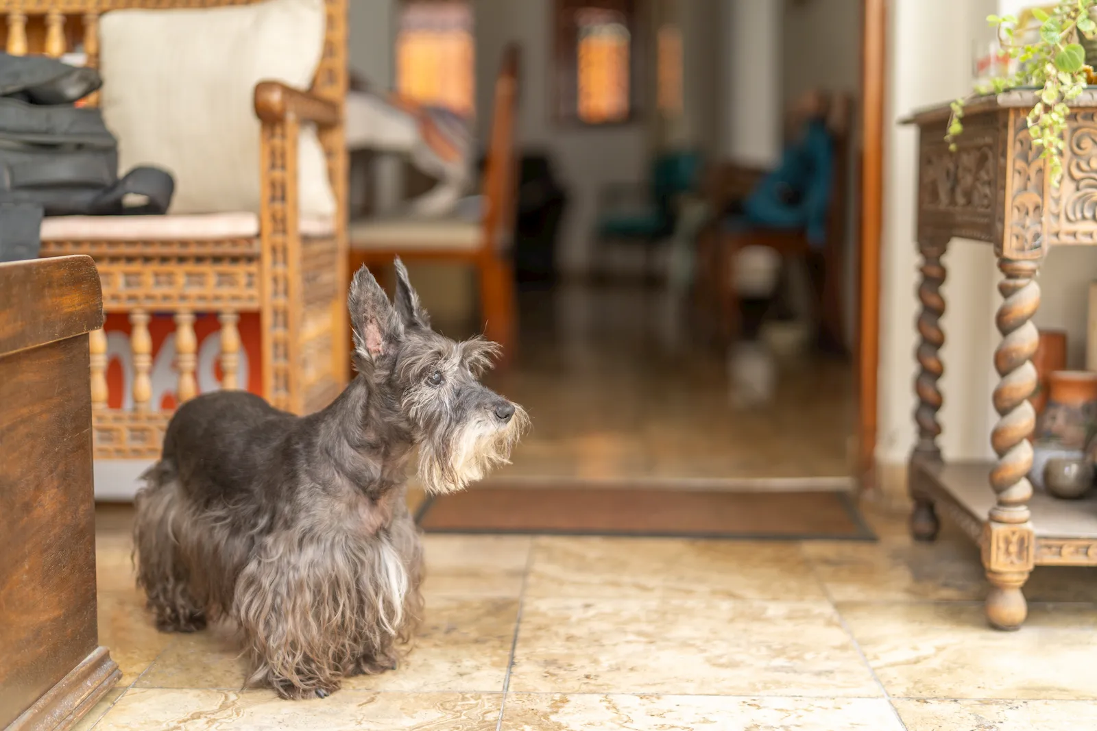 Mascota senior en una escena tranquila como apoyo visual para deterioro cognitivo