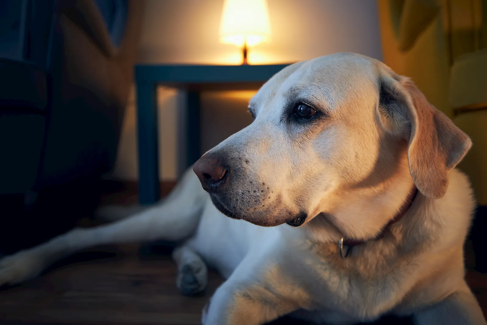 Mascota senior en una escena tranquila como apoyo visual para noche y deterioro cognitivo