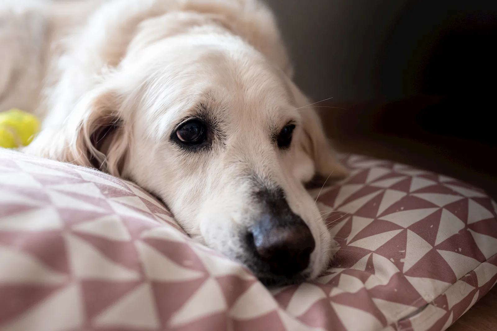 Mascota senior en una escena tranquila como apoyo visual para descanso más cómodo