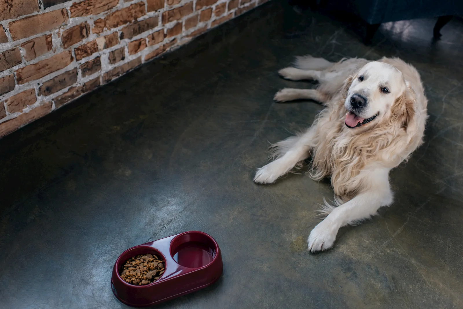 Mascota senior en una escena tranquila como apoyo visual para acceso fácil a comida y agua