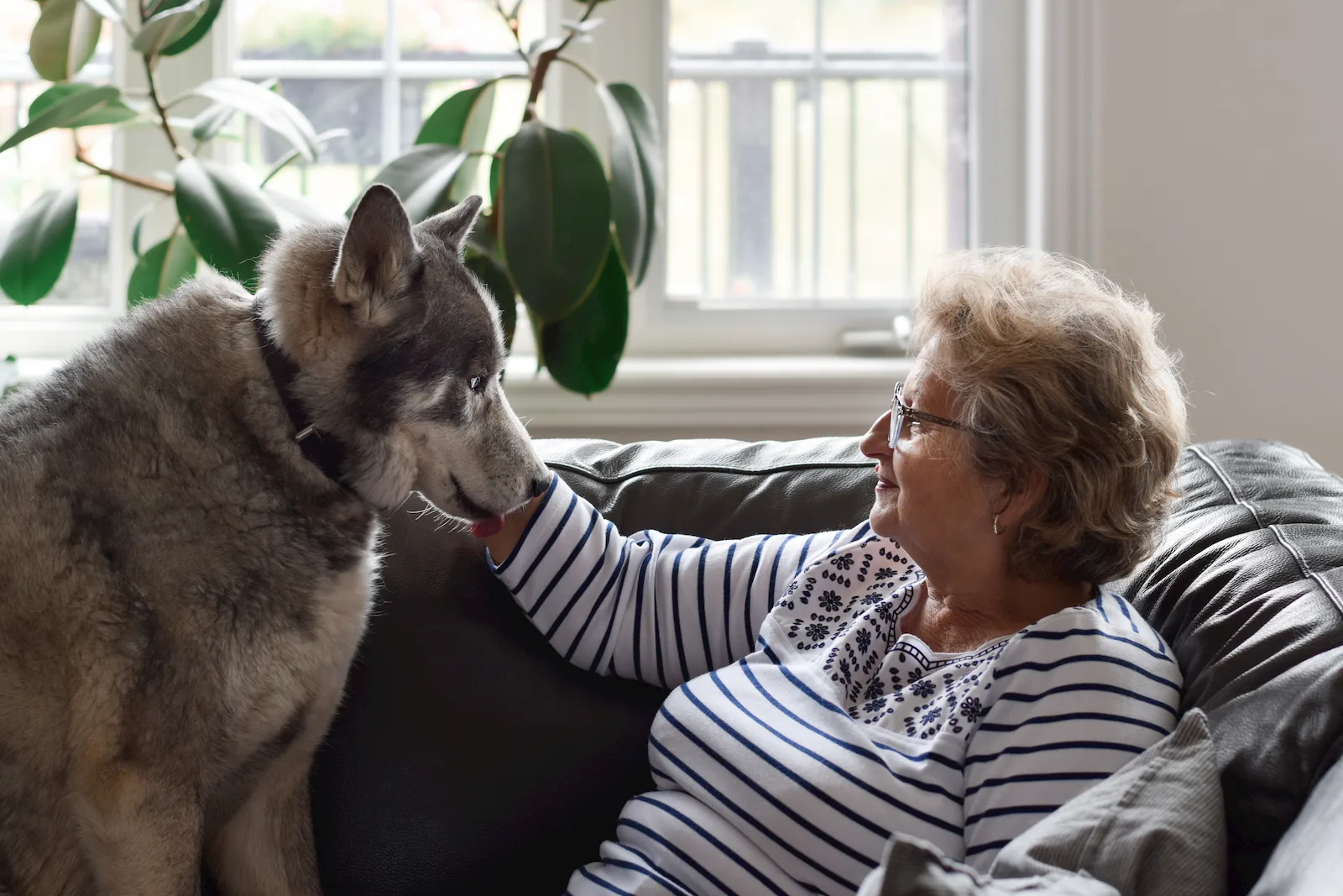 Mascota senior en una escena doméstica tranquila