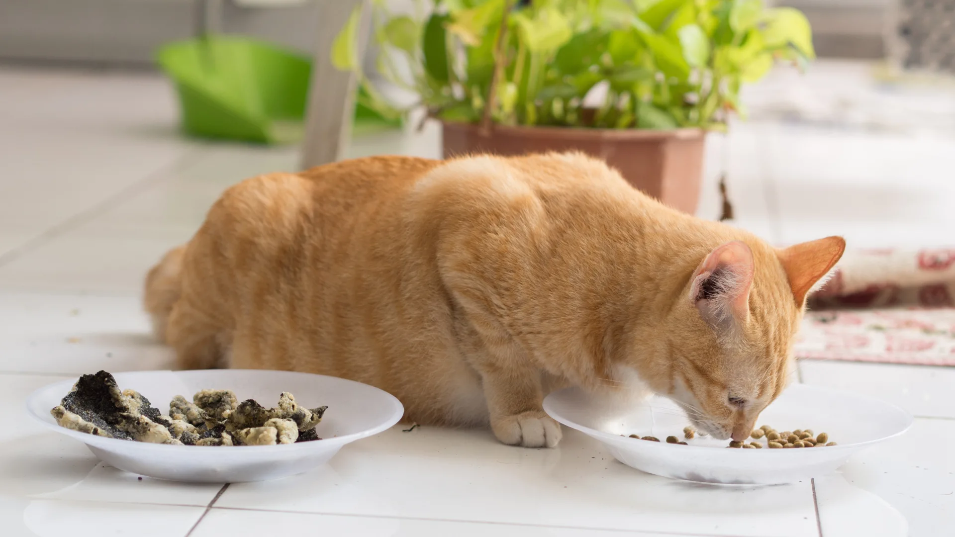Gato senior comiendo con el cuenco bien accesible en una zona cómoda
