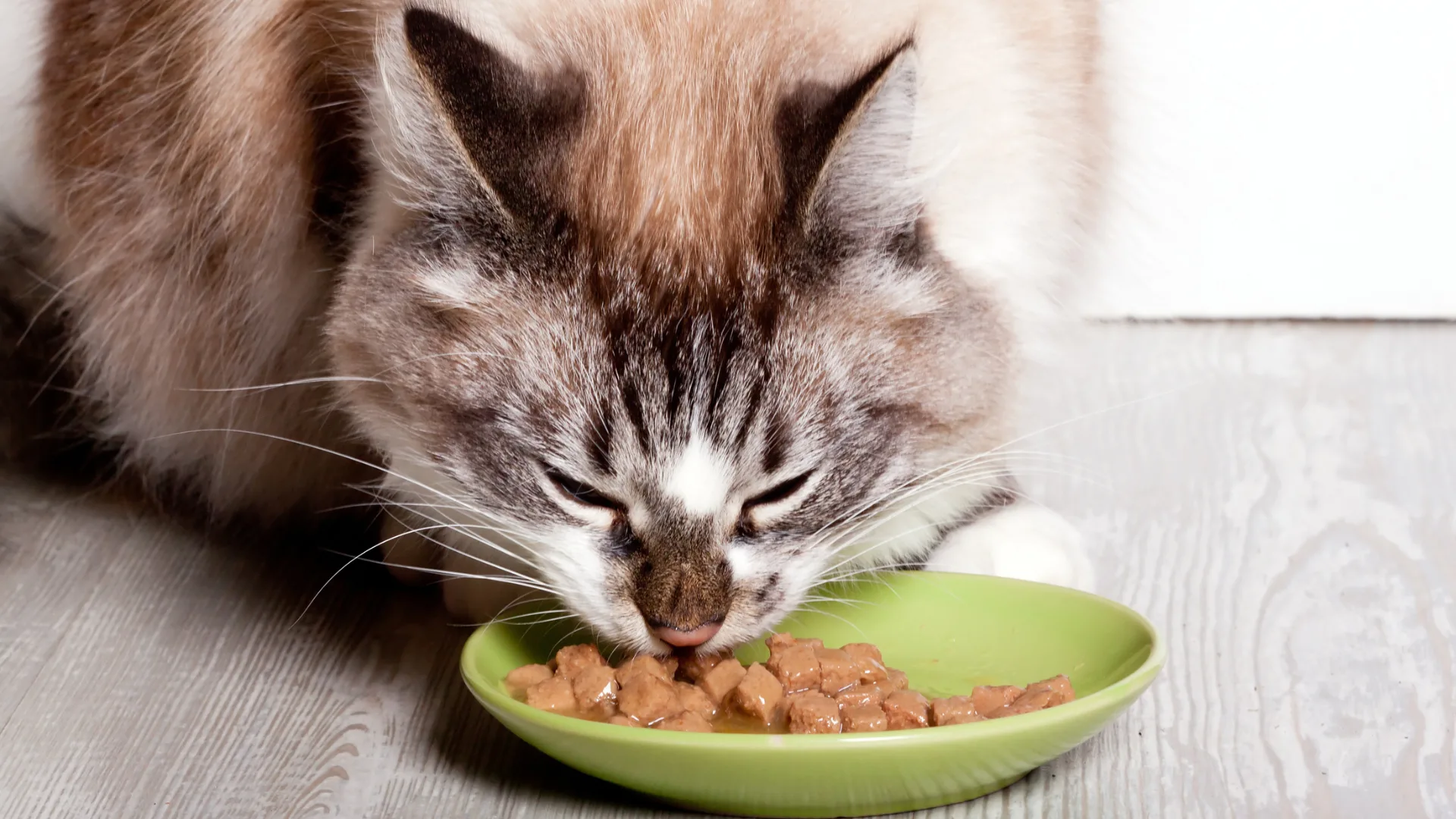 Gato senior comiendo mientras mantiene una postura tranquila y estable