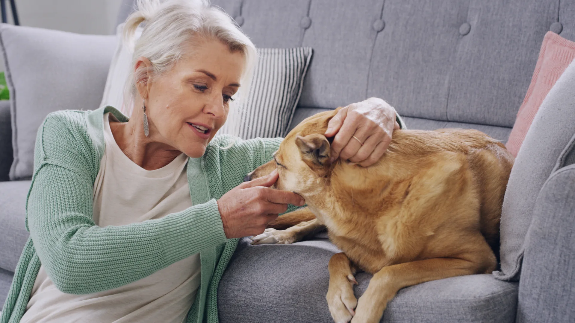 Mascota senior en una escena doméstica tranquila