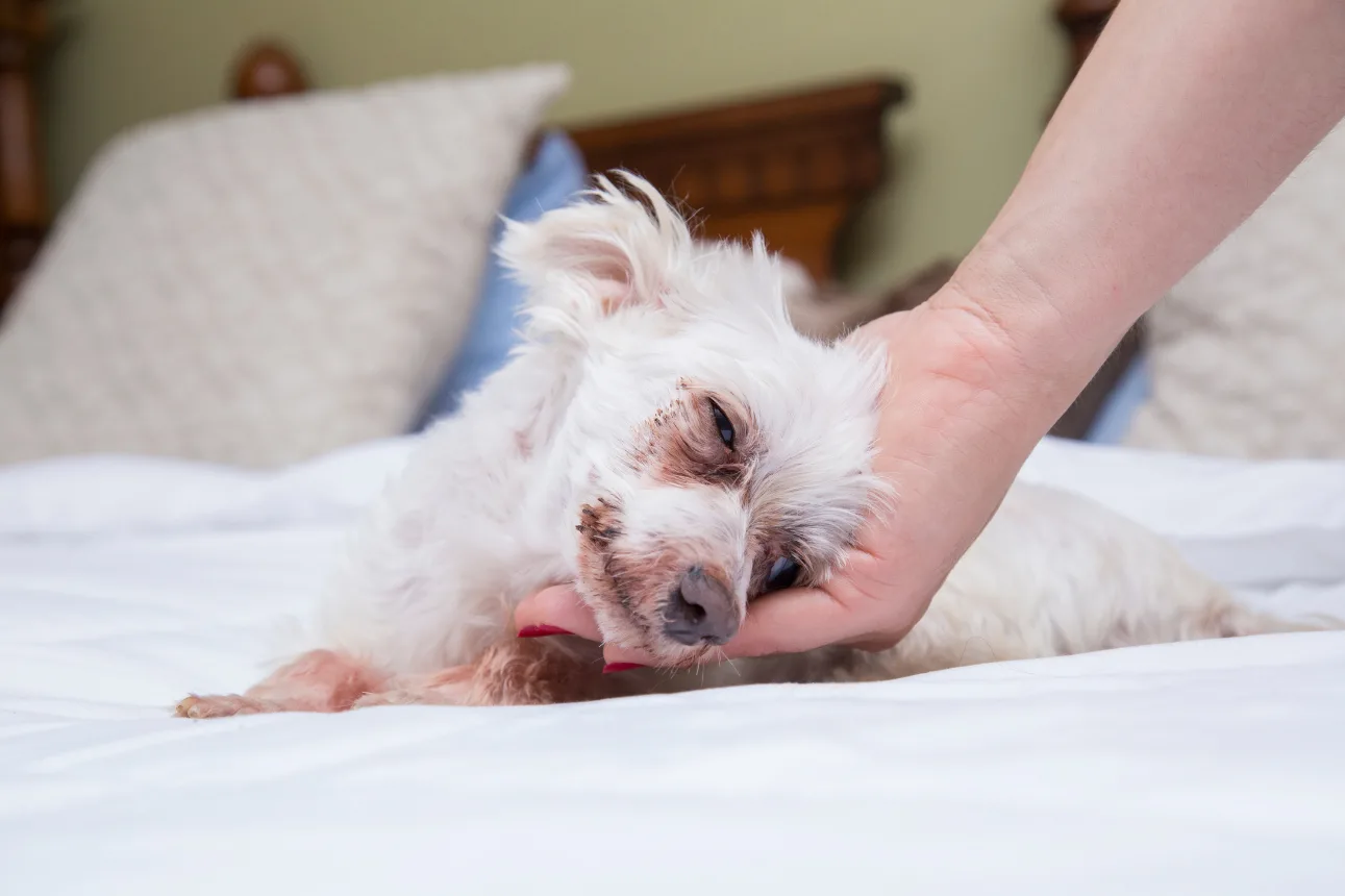 Perro senior en una escena tranquila como apoyo visual para debilidad y fatiga en perros