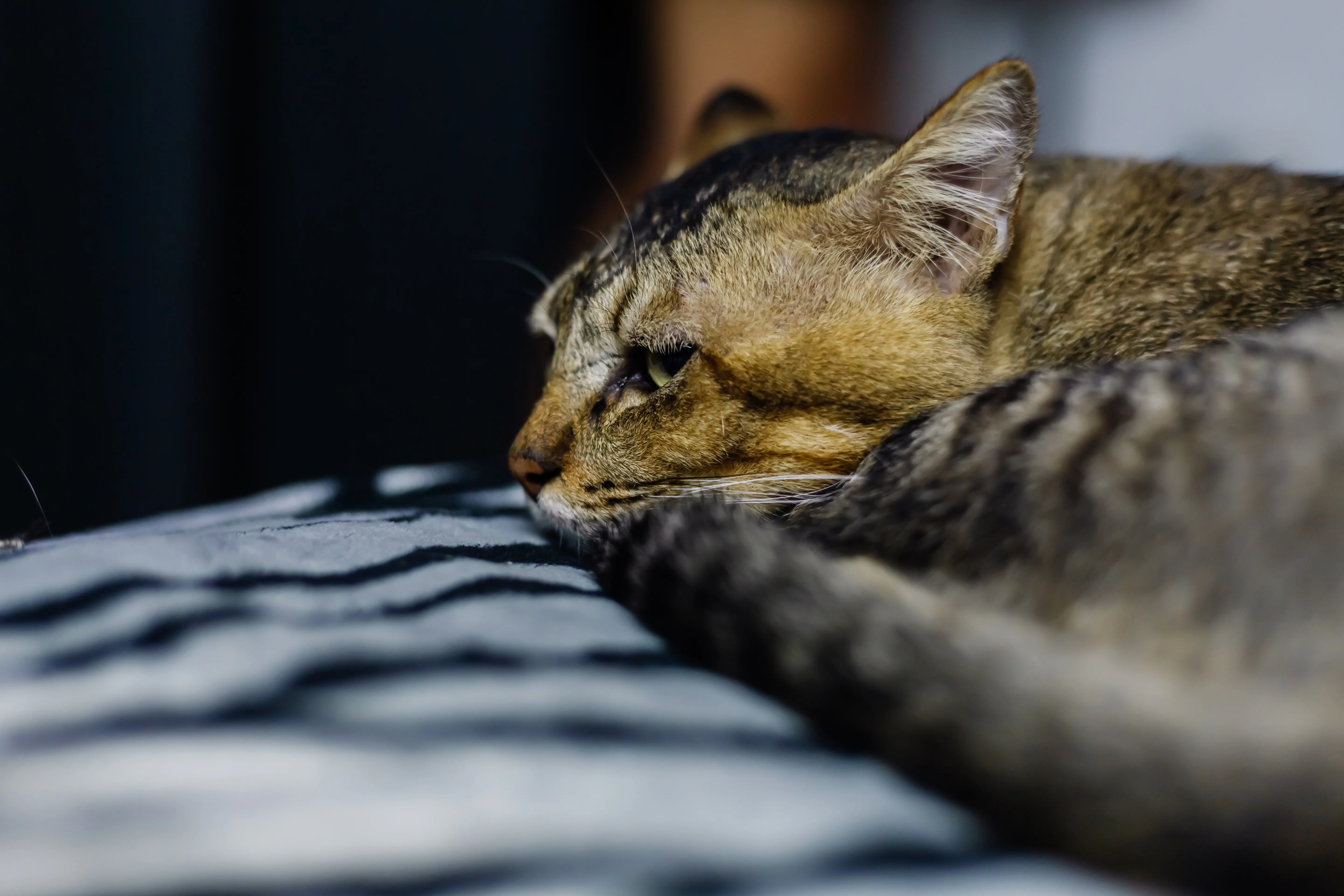 Gato senior en una escena tranquila como apoyo visual para sueño y maullidos nocturnos