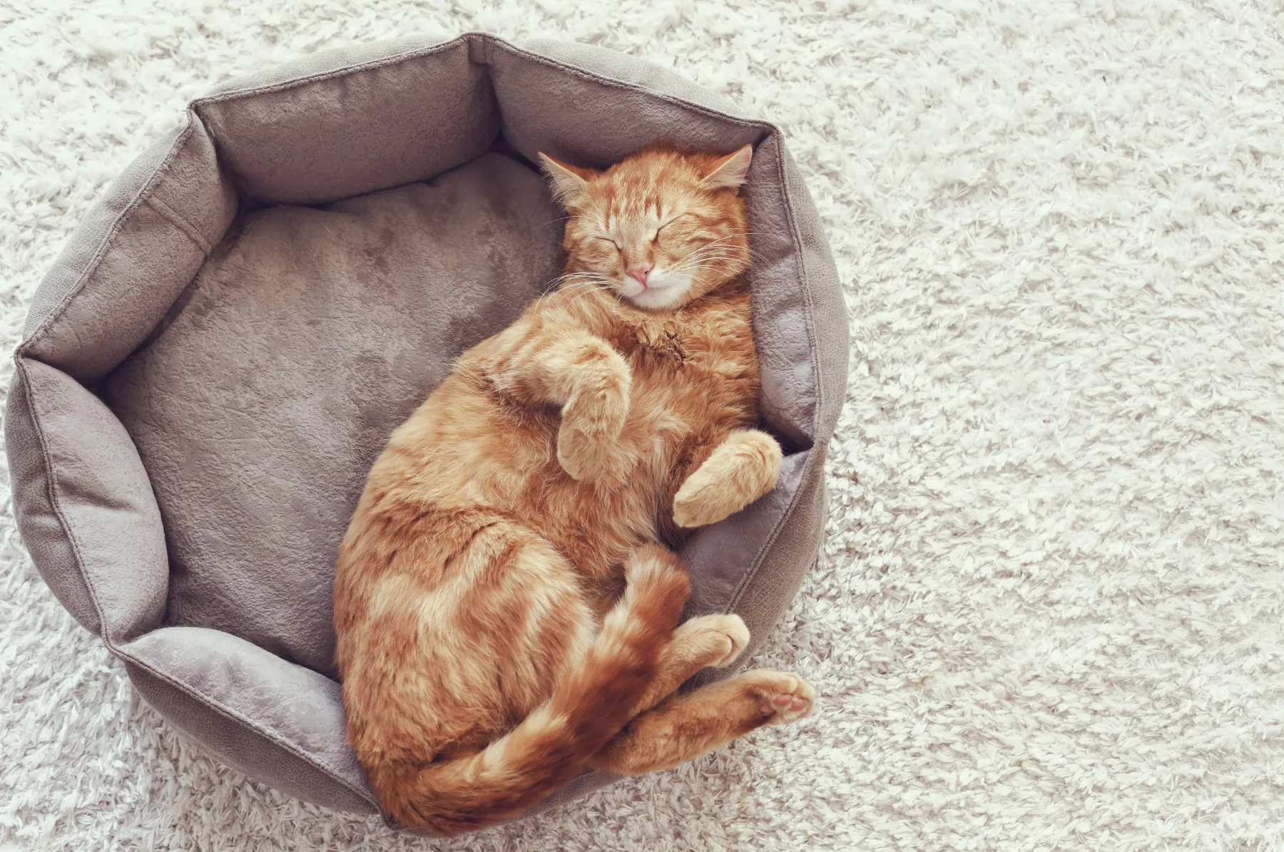 Gato senior descansando en una zona tranquila de la casa
