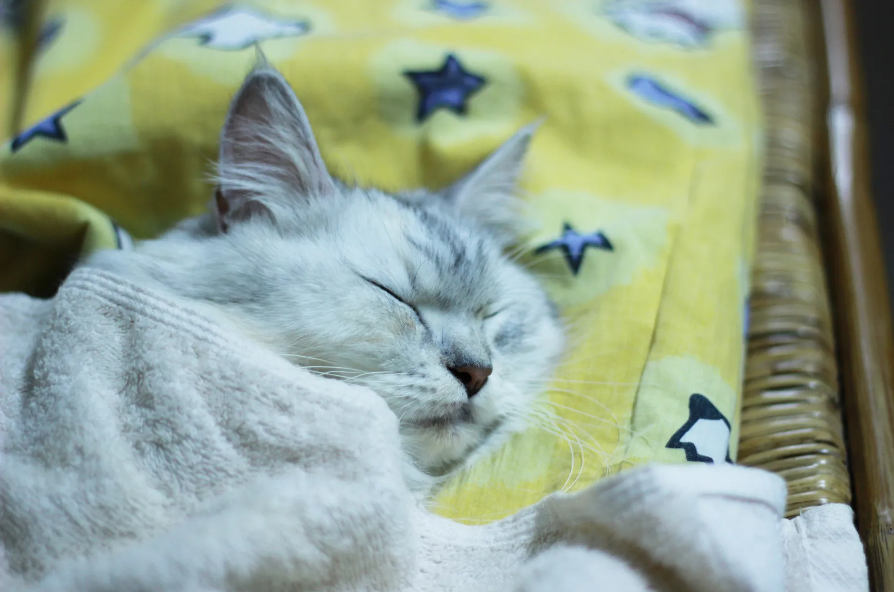 Gato senior descansando en casa