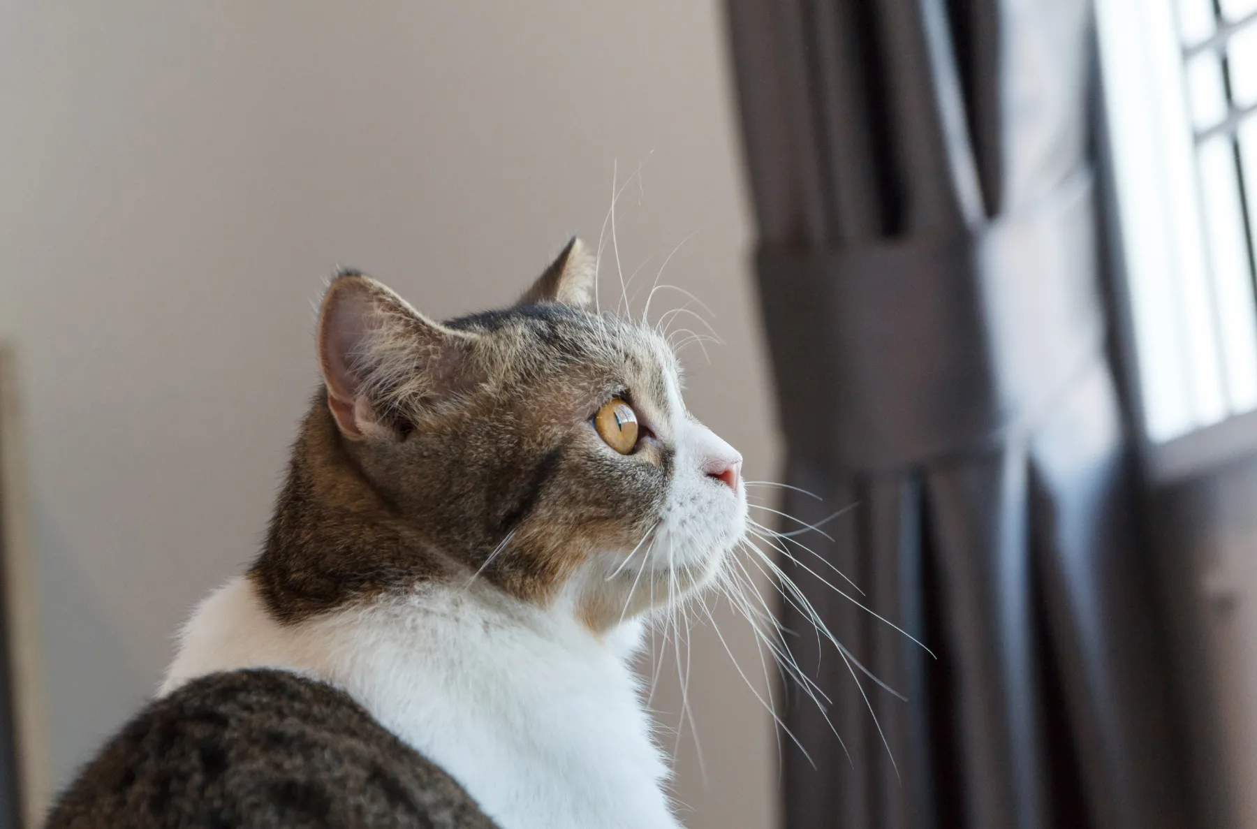 Gato senior en una escena doméstica tranquila como apoyo visual para aislamiento y cambios de rutina