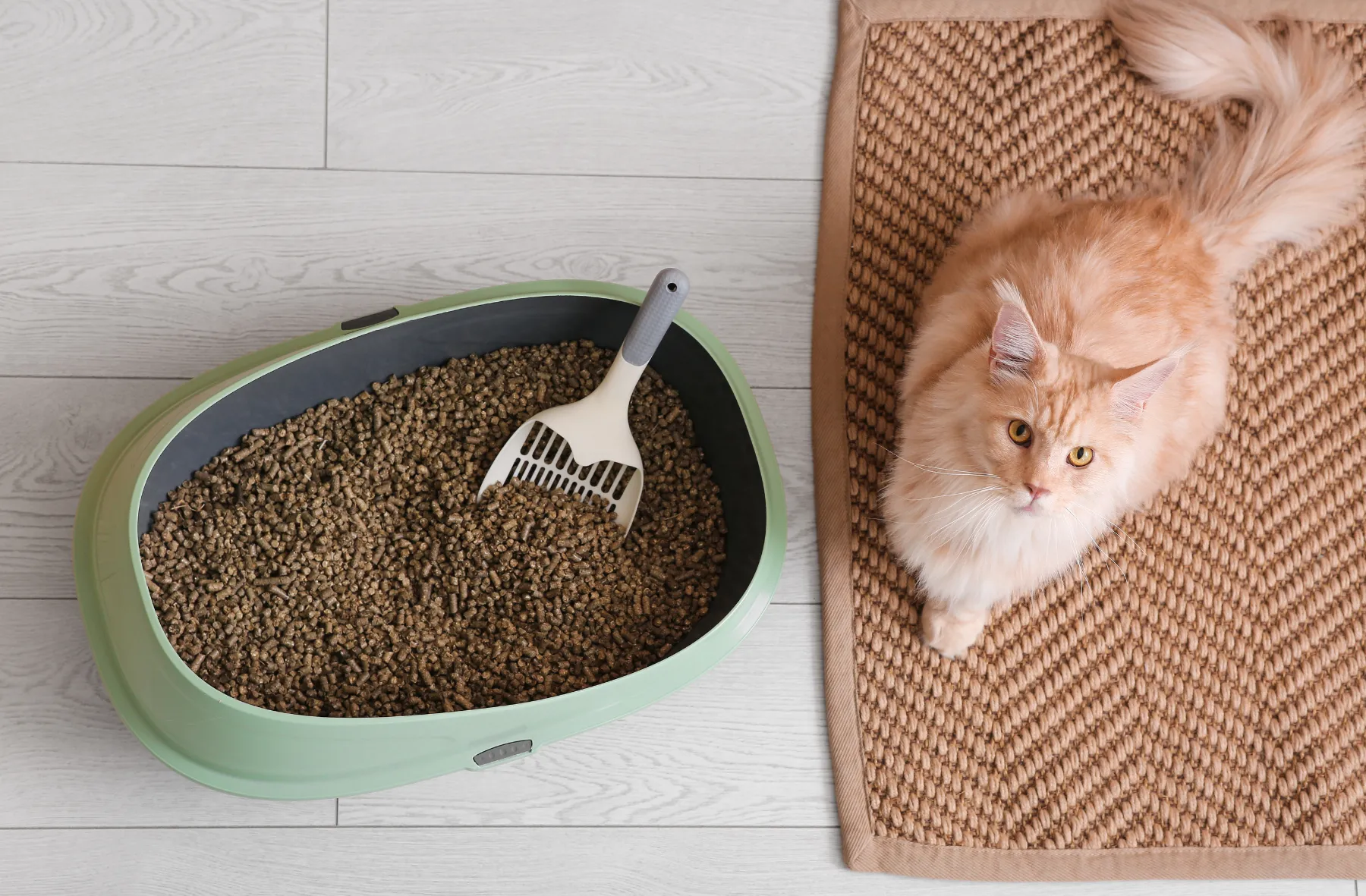 Gato senior en una escena doméstica como apoyo visual para accesibilidad y arenero