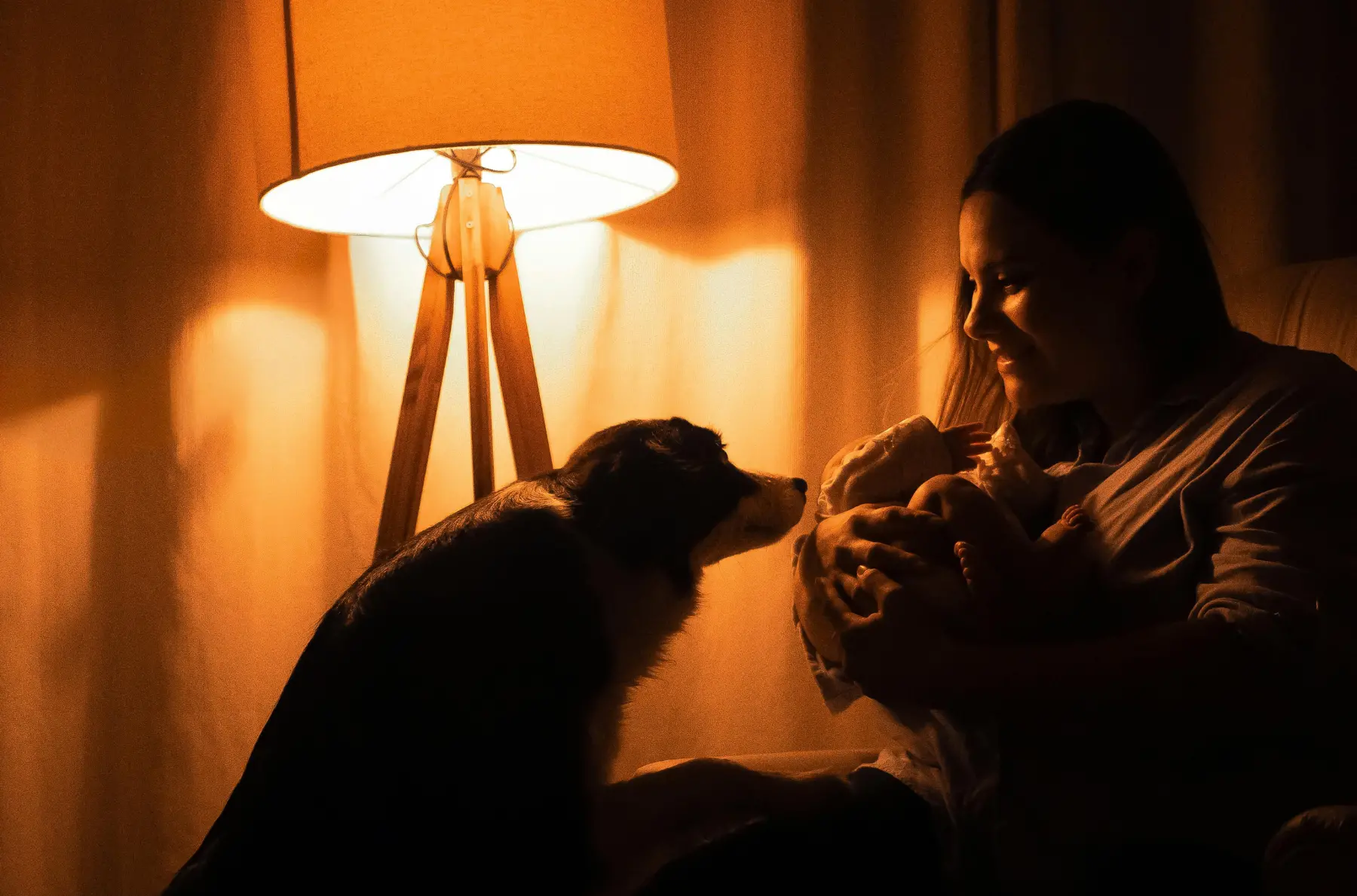Mascota senior en una escena tranquila como apoyo visual para cambios nocturnos