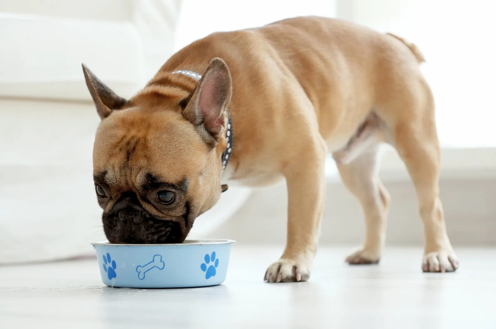 Perro senior en una escena tranquila como apoyo visual para acceso y comodidad al comer