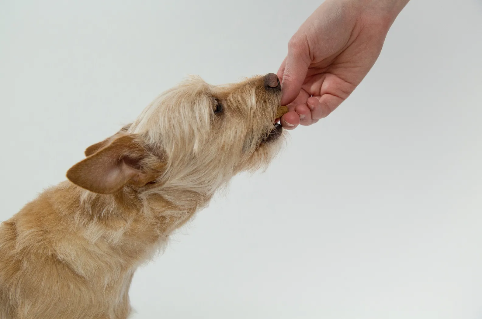 Perro senior en una escena doméstica tranquila como apoyo visual para peso y masa muscular